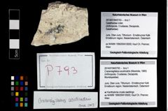 Foto (Objekt + Etikett) von Cracensigillatus acutirostris (Moericke, 1889)  (NHMW-GEO-2014-0194-0793)